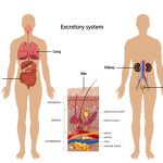 ระบบขับถ่าย (Excretory system)