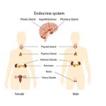 ระบบต่อมไร้ท่อ (Endocrine system)
