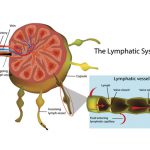 ระบบน้ำเหลือง (Lymphatic system)