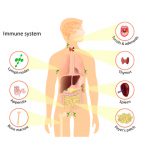 ระบบภูมิคุ้มกัน (Immune system)