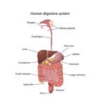 ระบบย่อยอาหาร (Digestive system)