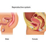 ระบบสืบพันธุ์ (Reproductive system)