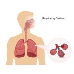 ระบบหายใจ (Respiratory system)