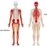 ระบบโครงร่าง (Skeleton system)
