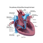 ระบบไหลเวียนโลหิต (Circulatory system)