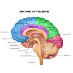 สมอง (Brain)