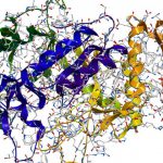 เอนไซม์ (Enzyme)